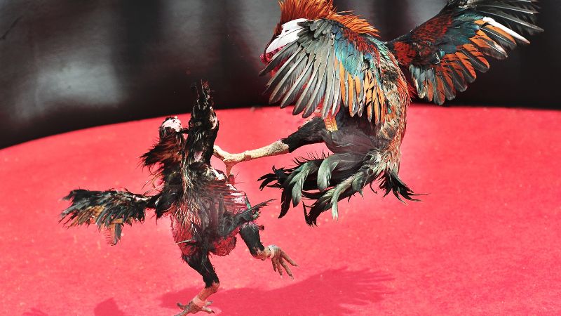 Mẹo dùng AI chọn gà có tỷ lệ thắng cao trên Kubet